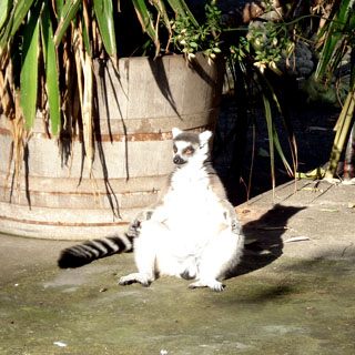 die Lemuren aus Madagaskar!!! ;)